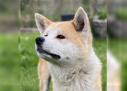 Akita Inu