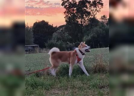 Akita Inu