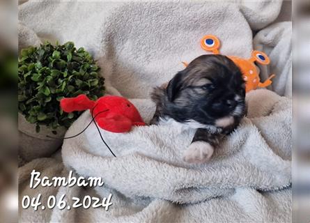 Reinrassige Shih Tzu Welpen neues Update