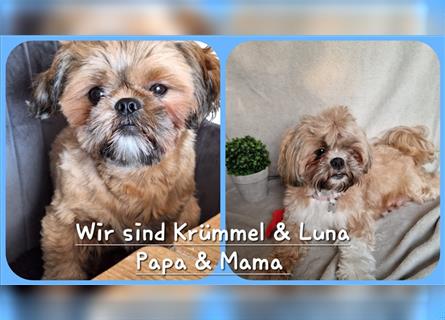 Reinrassige Shih Tzu Welpen neues Update