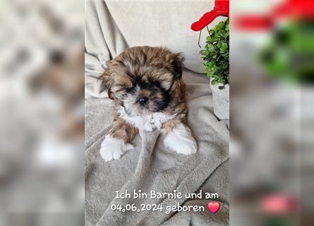 Reinrassige Shih Tzu Welpen neues Update