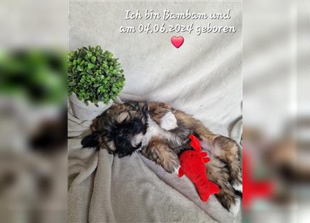 Reinrassige Shih Tzu Welpen neues Update