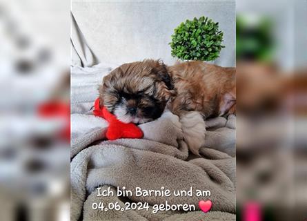 Reinrassige Shih Tzu Welpen neues Update