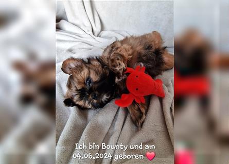 Reinrassige Shih Tzu Welpen neues Update