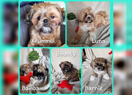 Reinrassige Shih Tzu Welpen neues Update