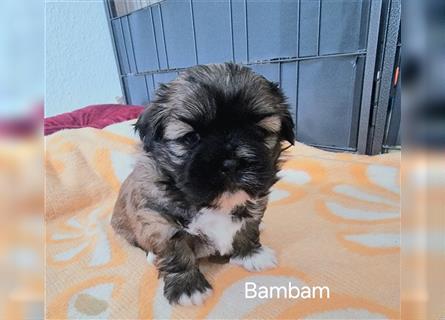 Reinrassige Shih Tzu Welpen neues Update