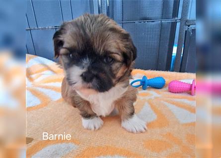 Reinrassige Shih Tzu Welpen neues Update