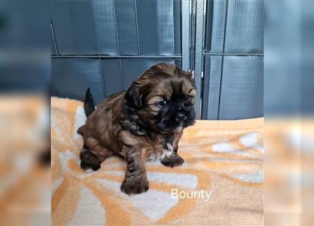 Reinrassige Shih Tzu Welpen neues Update