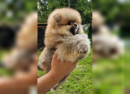 Pomeranian Boo Zwergspitz