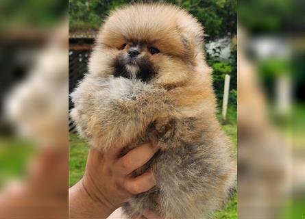 Pomeranian Boo Zwergspitz