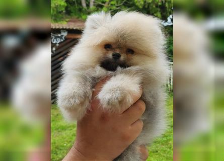 Pomeranian Boo Zwergspitz