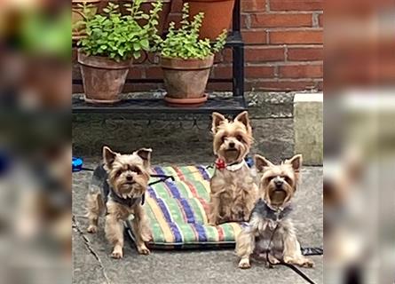 Yorkshire Terrier Welpen