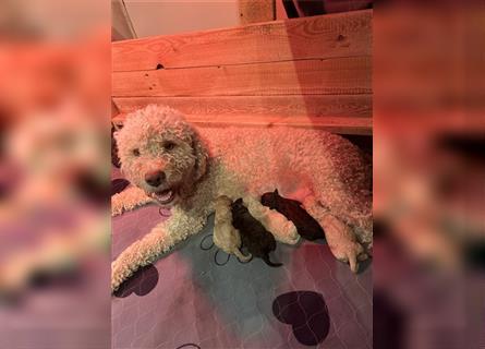 Lagotto Romagnolo Welpen reinrassig