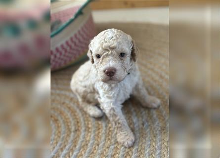 Lagotto Romagnolo Welpen reinrassig