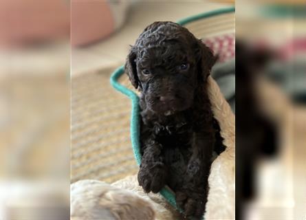 Lagotto Romagnolo Welpen reinrassig