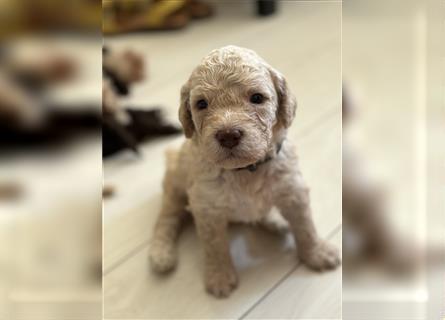 Lagotto Romagnolo Welpen reinrassig