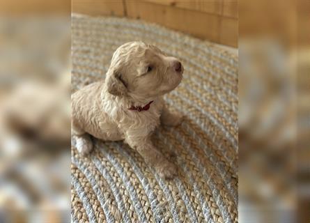 Lagotto Romagnolo Welpen reinrassig