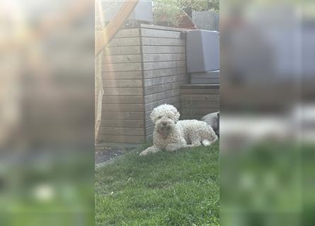 Lagotto Romagnolo Welpen reinrassig