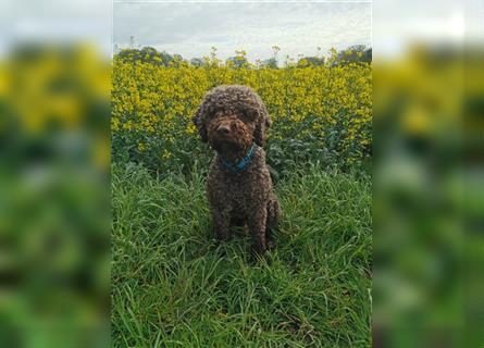 Lagotto Romagnolo Welpen reinrassig