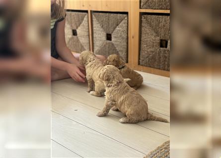 Lagotto Romagnolo Welpen reinrassig