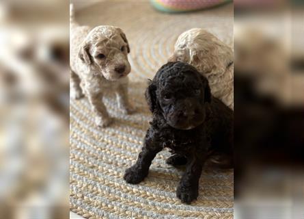 Lagotto Romagnolo Welpen reinrassig