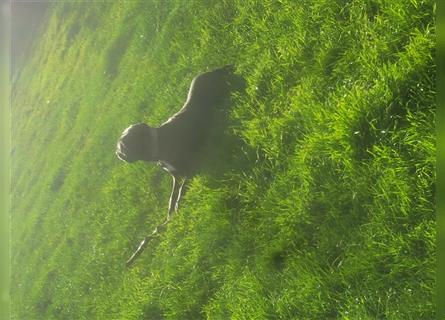 Cane corso blue merle