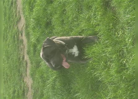 Cane corso blue merle