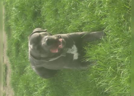 Cane corso blue merle