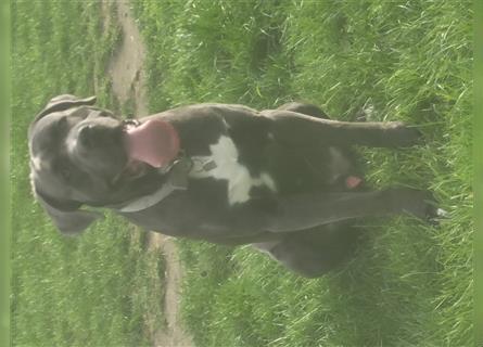 Cane corso blue merle