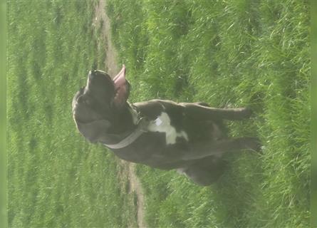 Cane corso blue merle