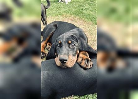 Black and Tan Coonhound Welpen