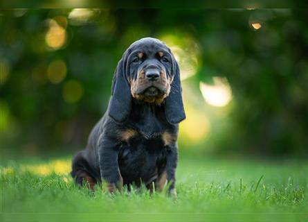 Black and Tan Coonhound Welpen