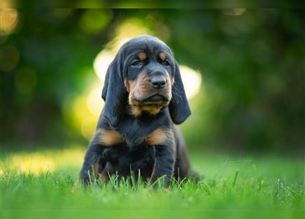 Black and Tan Coonhound Welpen