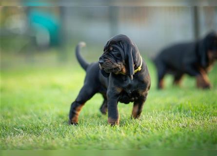 Black and Tan Coonhound Welpen