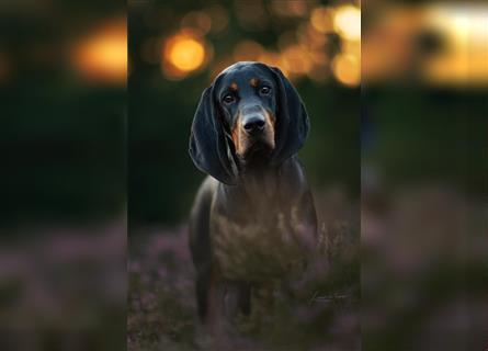 Black and Tan Coonhound Welpen