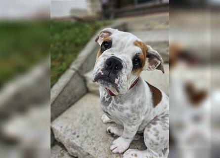 Old English Bulldog Hündin Merci