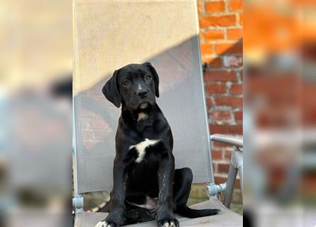 Cane Corso-American Bulldog Welpen. Nur noch ein Weibchen