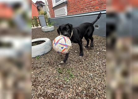 Cane Corso-American Bulldog Welpen. Nur noch ein Weibchen