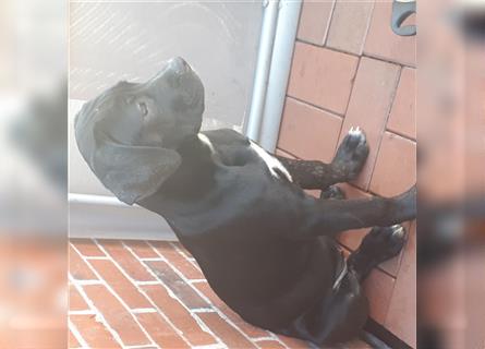 Cane Corso-American Bulldog Welpen. Nur noch ein Weibchen