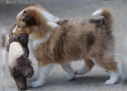 Wunderschöner Sheltie Wurf in Sable Merle