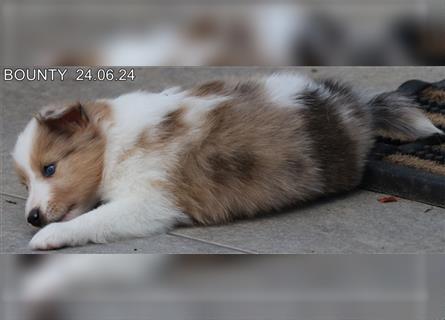 Wunderschöner Sheltie Wurf in Sable Merle