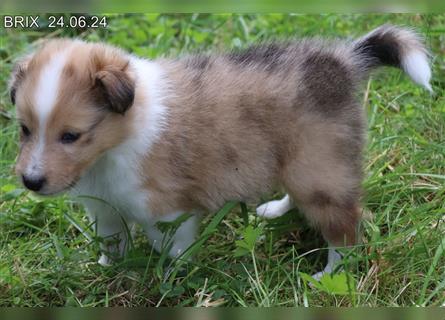 Wunderschöner Sheltie Wurf in Sable Merle