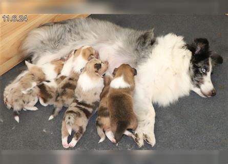 Wunderschöner Sheltie Wurf in Sable Merle