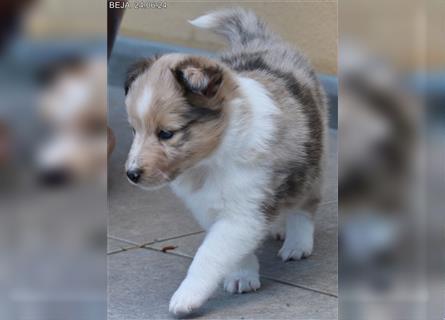 Wunderschöner Sheltie Wurf in Sable Merle