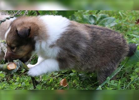 Wunderschöner Sheltie Wurf in Sable Merle