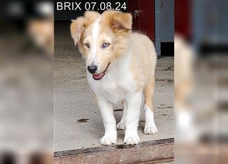 BRIX in  Sable Merle mit zwei blauen Augen