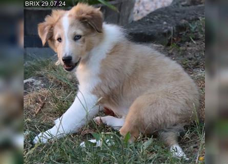 BRIX in  Sable Merle mit zwei blauen Augen