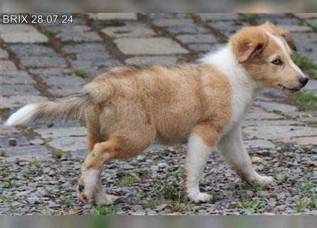 BRIX in  Sable Merle mit zwei blauen Augen