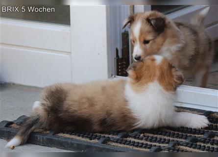 BRIX in  Sable Merle mit zwei blauen Augen