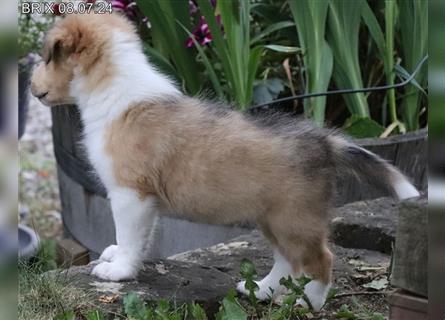 BRIX in  Sable Merle mit zwei blauen Augen